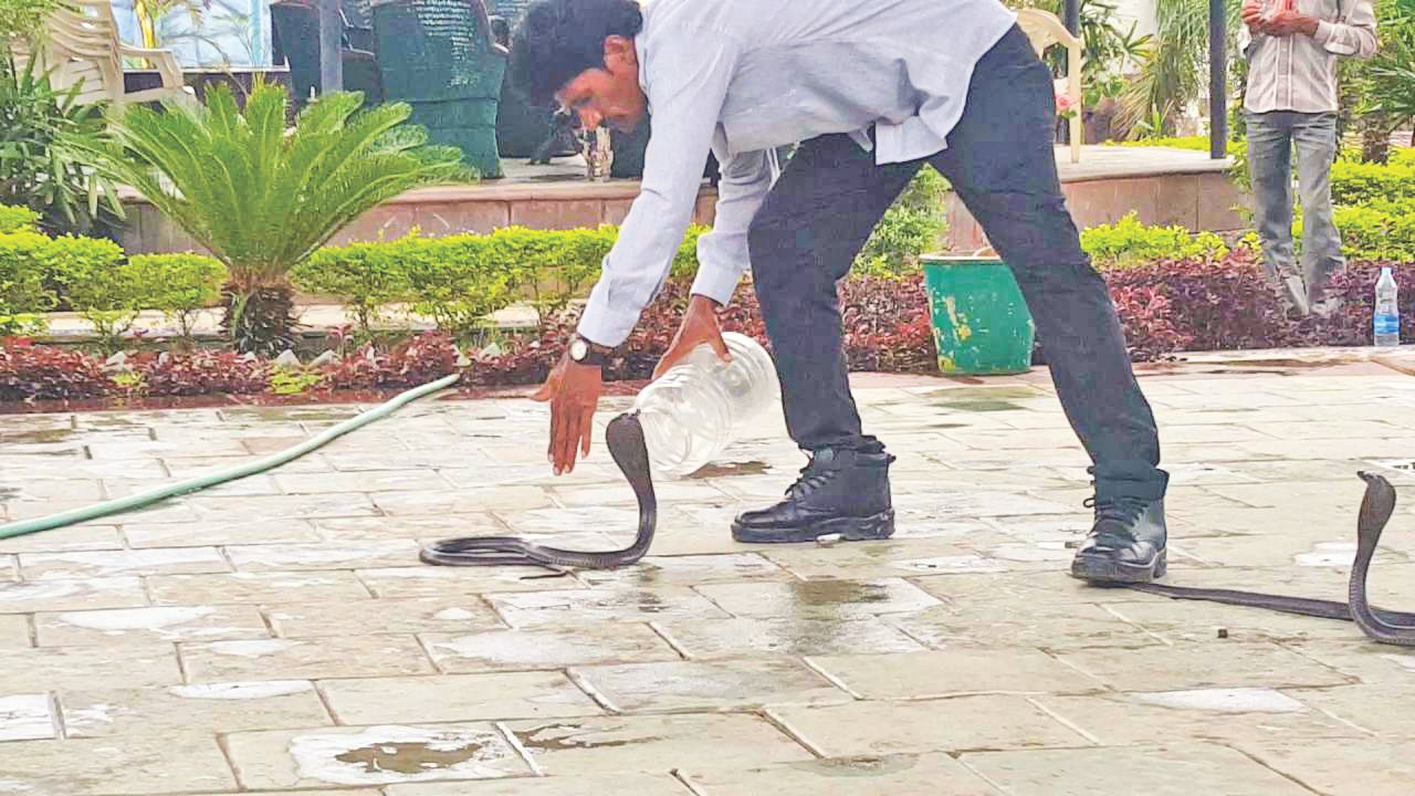 15 हजार सांपों का रेस्क्यू कर लोगों को दिया जीवनदान