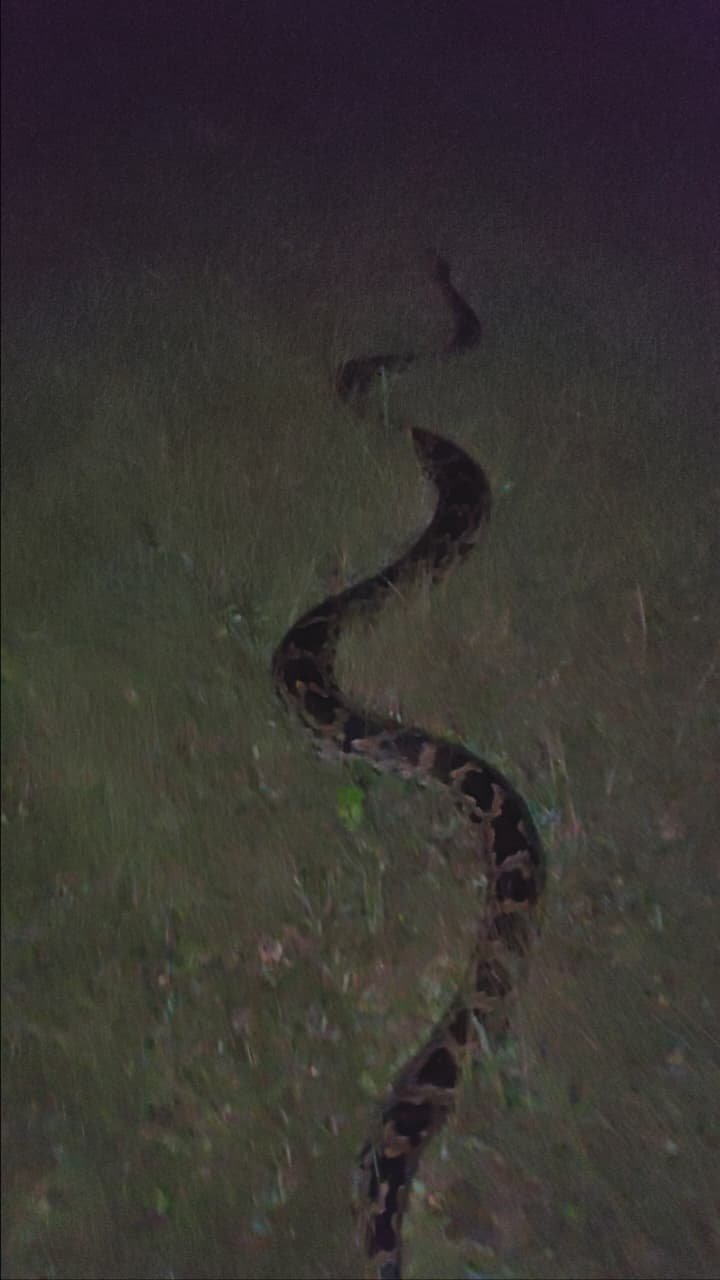 गणेश तालाब इलाके में सड़क पर दौड़ा 12 फीट लंबा अजगर, लोगों में मची दहशत