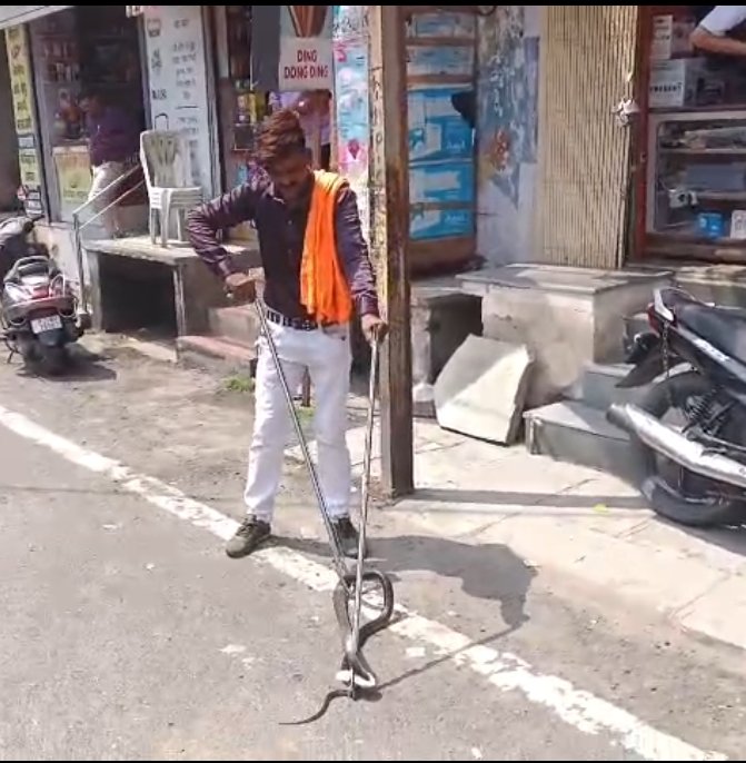 दुकान के शटर में मिला 7 फीट लंबा सांप, रेस्क्यू कर जंगल में छोड़ा