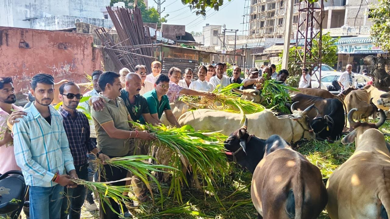 दैनिक अंगद के संस्थापक मदन मदिर की पुण्य स्मृति में सेवा कार्य, गोवंश को चारा खिलाकर दी श्रद्धांजलि