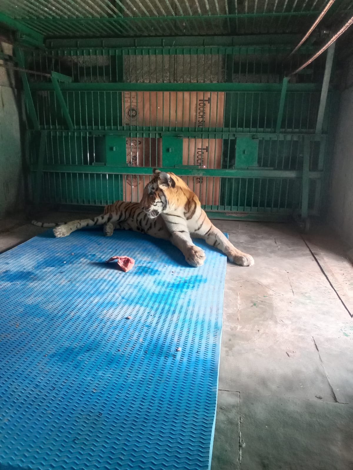 23 वर्षीय बाघिन ‘महक’ को फिलहाल डिस्प्ले एरिया में नहीं छोड़ा जाएगा