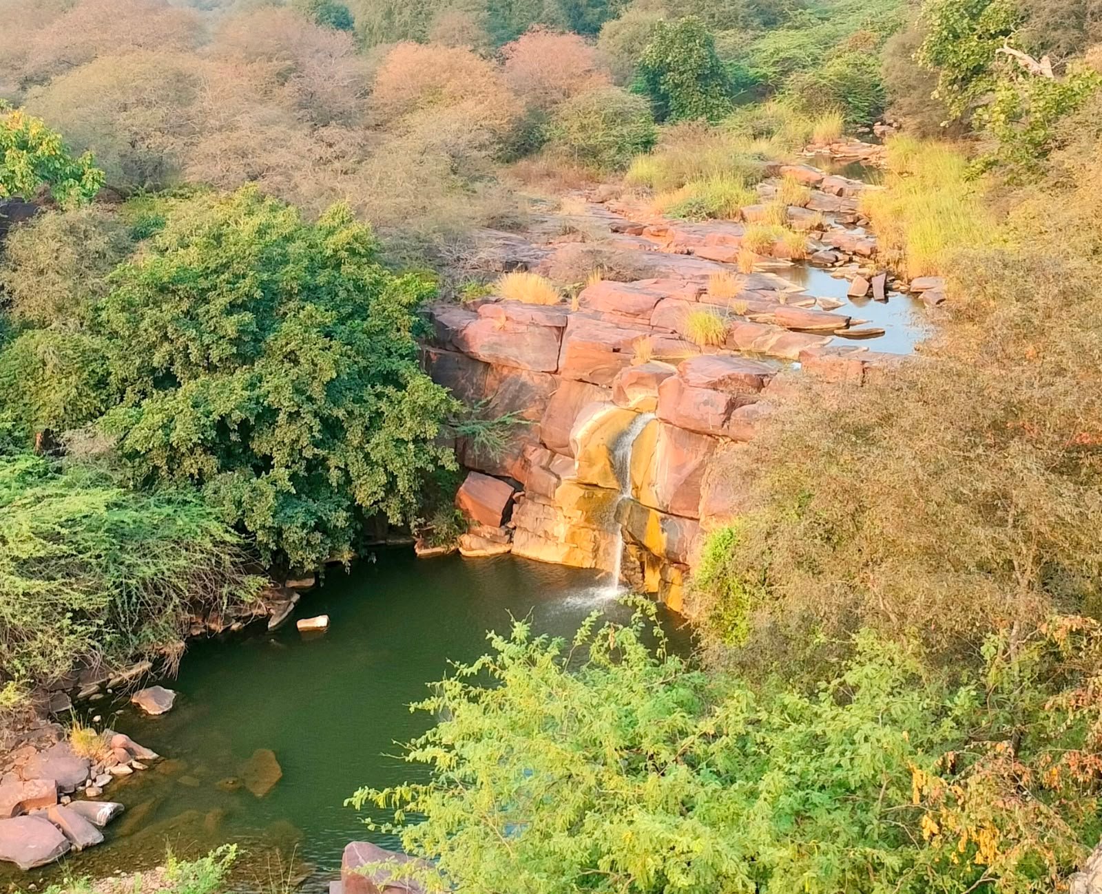 रामगढ़-विषधारी टाइगर रिजर्व का कालदां जंगल बना वन्यजीवों का सुरक्षित ठिकाना