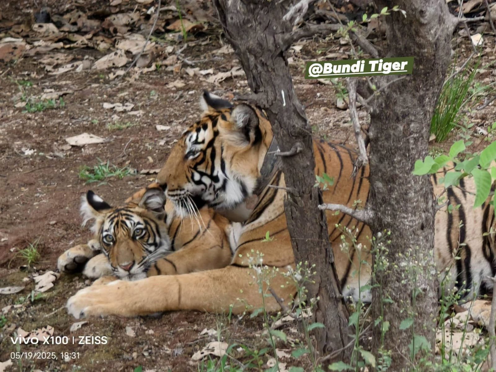 दीपावली बाद हाड़ौती के जंगलों में गूंजेगी महाराष्ट्र के बाघों की दहाड़