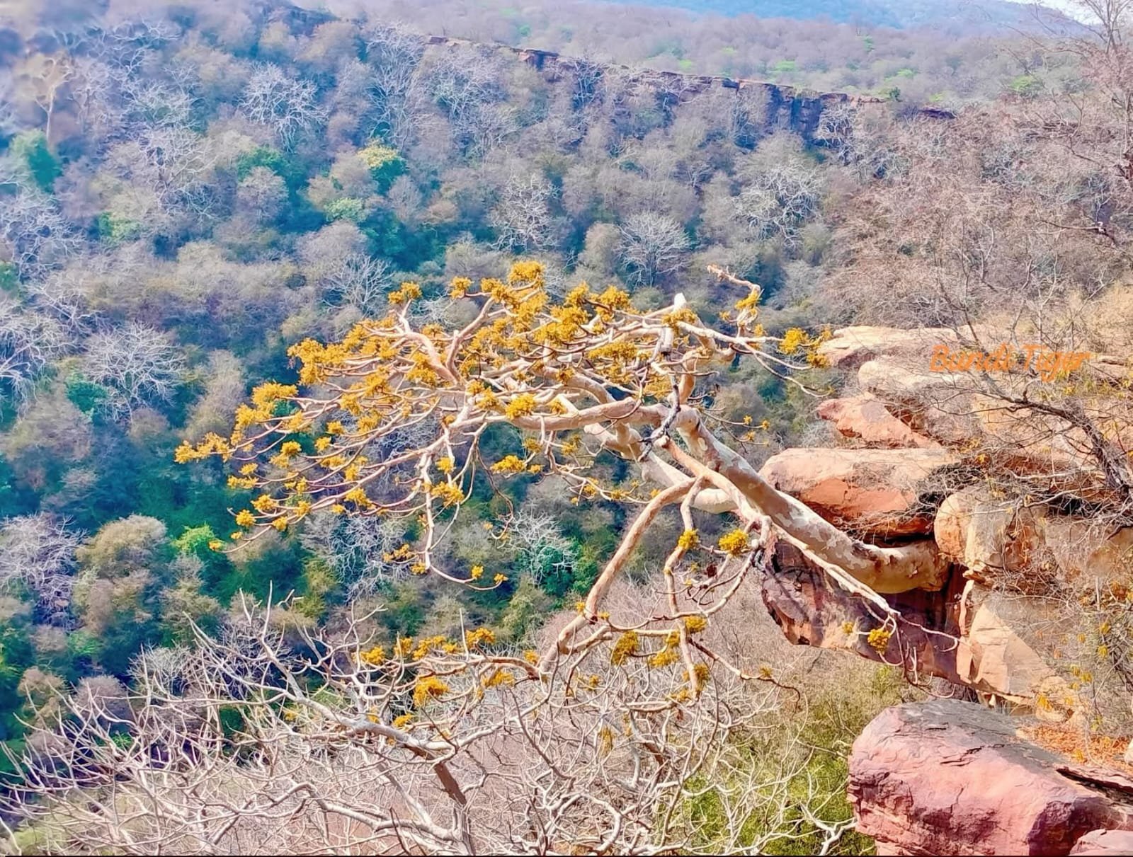 चांदनी रात में चांदी-सा चमकता कड़ाया, रामगढ़ के जंगलों का ‘भूतिया पेड़’